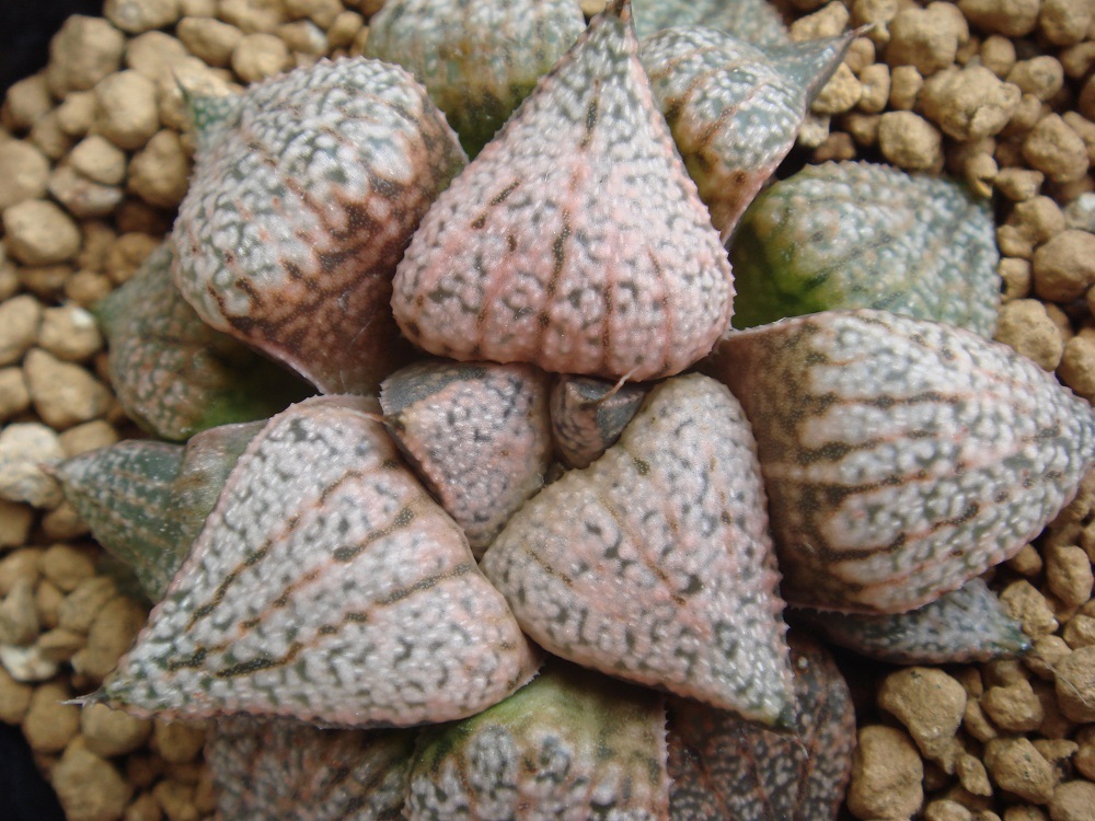 Haworthia picta パンドラ: fascine